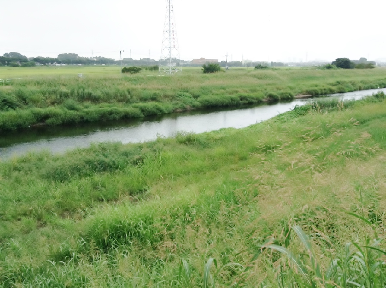 河川時の草