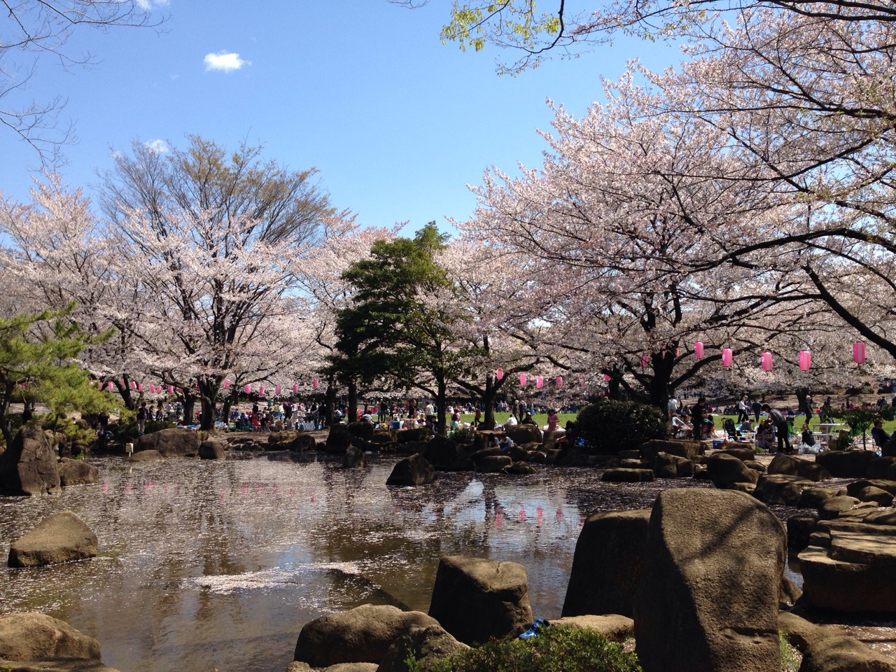 桜と池