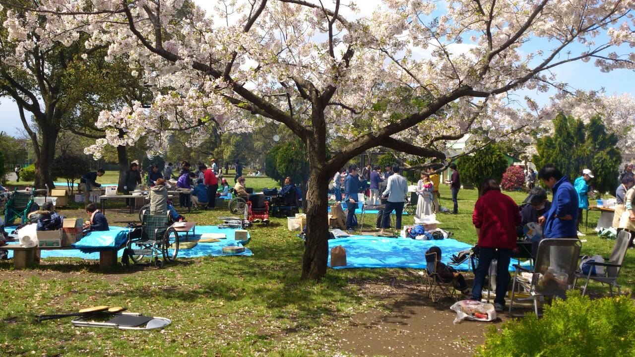 バーベキュー場の桜