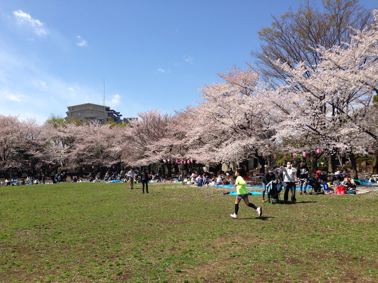 広場の桜