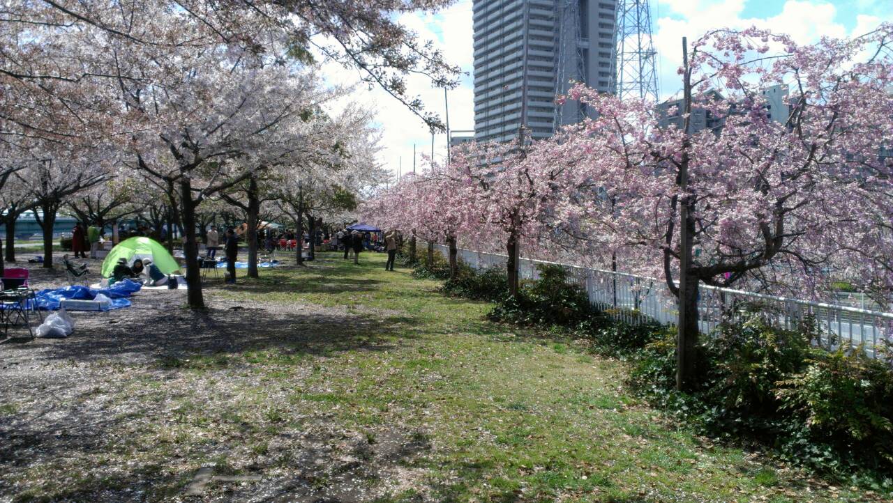 桜が満開